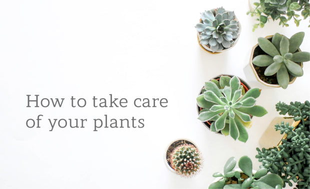 Life Indoors: How to take care of your plants